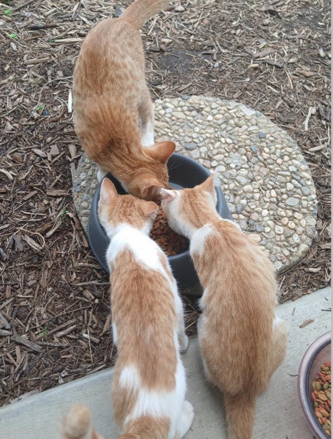 Barn kittens sharing a meal